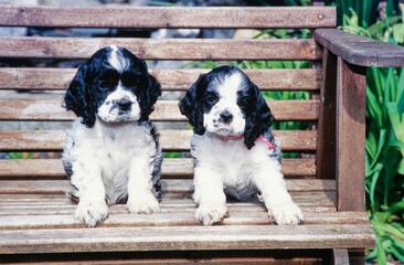 Two American Cocker Spaniel puppies sitting outside on wooden bench in garden