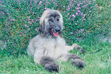 Afghan laying in flower bush