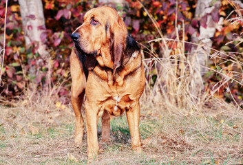 Bloodhound in forest - obrazy, fototapety, plakaty