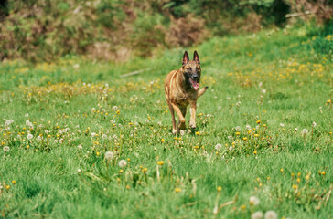 Belgian Shepherd trotting through meadow on sunny day outside