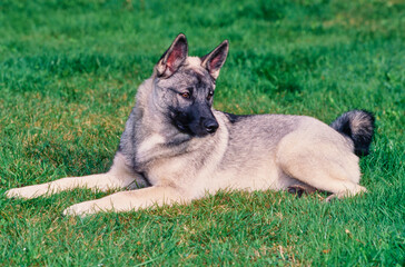 Norwegian Elkhound laying in grass in yard outside - Powered by Adobe