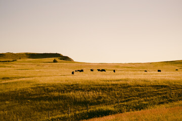 landscape with cows