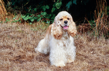 Pretty American Cocker Spaniel sitting outside near bushes in brown grass