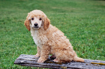 Mini Poodle puppy on a plank