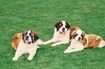 St. Bernards laying together in the grass