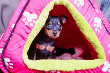 Mini Pinscher puppy in tent for dogs