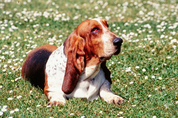 Basset Hound laying outside on sunny day in grass with white flowers