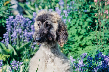 Afghan sitting in bush with purple flowers