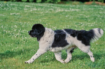 Side view of Newfoundland running through field