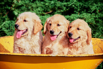 Three golden retriever puppies sitting in yellow wheelbarrow bucket