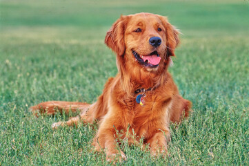 Smiling Golden Retriever laying down outside in grass
