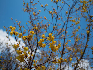 黄色い蝋梅の花と早春の花