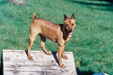 Mini Pinscher standing on wood