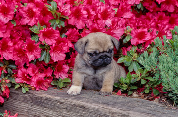 Pug puppy sitting in front of fuchsia flowers outside