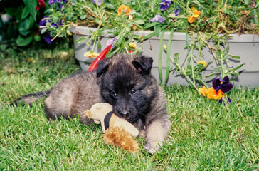 Obraz premium Belgian Shepherd puppy laying outside in grass chewing stuffed toy in front of raised flower bed