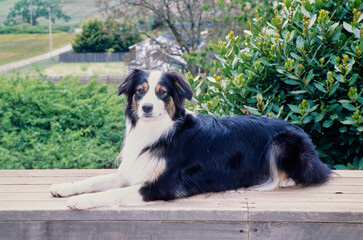 Obraz premium Australian Shepherd laying down on wooden bench in yard
