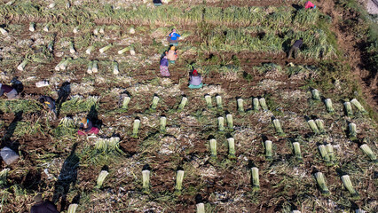 Torbali - Izmir - Turkey, January 24, 2023, Seasonal workers working in a leek field
