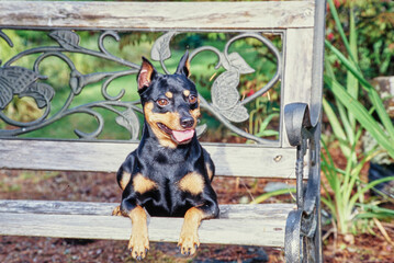 Mini Pinscher laying on wood bench