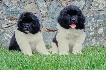Two Newfoundland puppies sitting on grass in front of stone wall outside