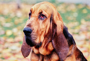 Close up of Bloodhound in a field - obrazy, fototapety, plakaty