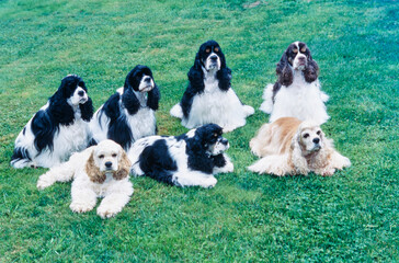 Group of American Cocker Spaniels sitting on lawn outside