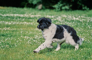 Newfoundland outside running through field scattered with small flowers