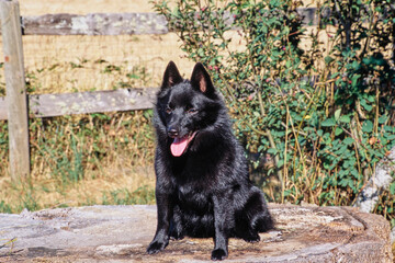 Schipperke sitting on tree stump