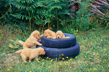 Group of golden retriever puppies playing in tire stack outside in yard