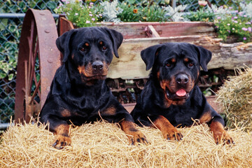 Rottweilers leaning on hay bales looking ahead