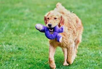 Golden retriever outside in grassy field holding purple toy in mouth