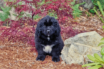 Fluffy Newfoundland puppy outside sitting near rock in forest