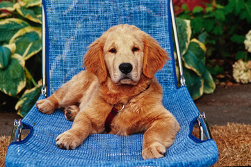 Golden retriever puppy sitting on blue lounge chair outside