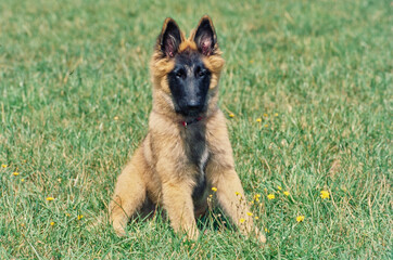 Belgian Shepherd laying down outside in grass with small flowers on sunny day