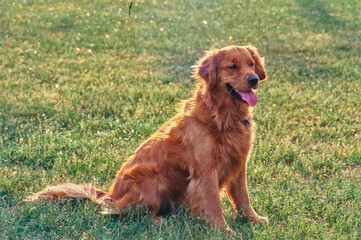 Golden retriever backlit with pretty afternoon light in grass outside