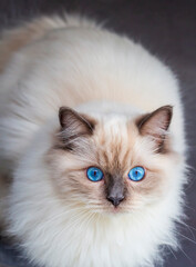 Cute pet ragdoll cat. Pet animal.