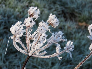 frost on wildflower head in the countryside