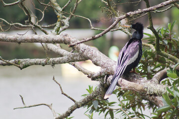 Fancy Bird from Brazil