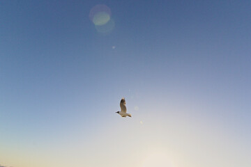 Gaviota volando sobre el mar por el cielo azul