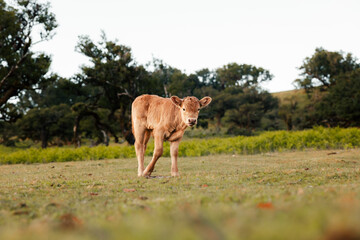 cute cows in Fanal forest during a summer day, in wild nature, cows and calves,Madeira