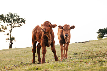 cute cows in Fanal forest during a summer day, in wild nature, cows and calves,Madeira