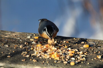 bird on the feeder