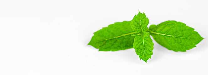mint leaves on light background with copy space