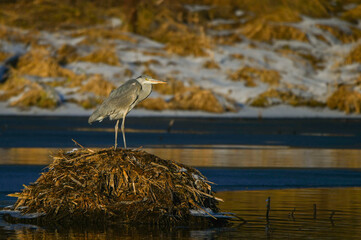 standing on a frozen lake.