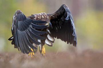 Eagle in flight, peeking through the feathers ​