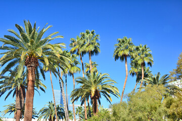 Fototapeta na wymiar Palm trees over blue sky. Las Vegas resorts.