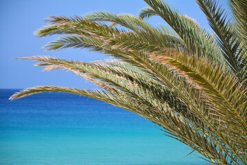 Obraz na płótnie Canvas Palm tree leaves and blue ocean background. Atlantic Ocean, Fureteventura island, Canary Islands.
