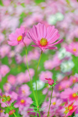 beautiful pink cosmos flower on blur background.