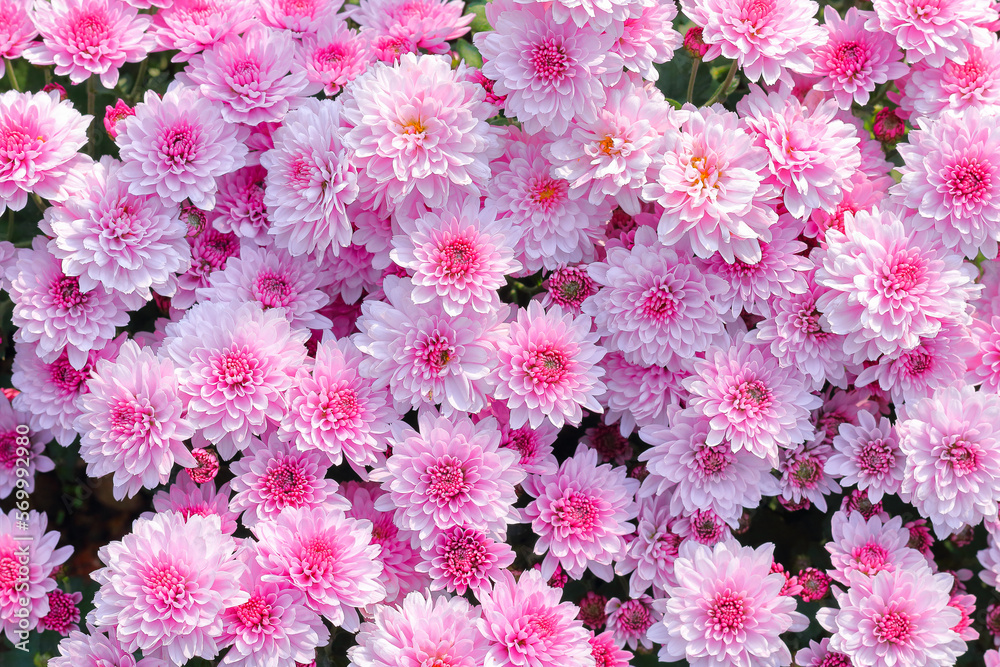 Poster beautiful white and pink chrysanthemum for pattern and background.