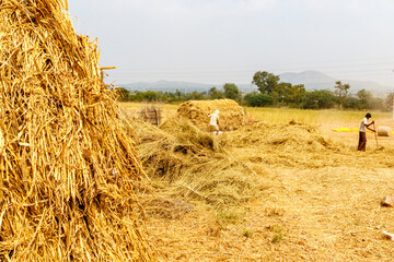 Traditional haystack in Karnataka, India, Asia