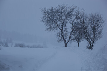 Fruit trees in the white snow storm. The road is covered with snow, the fruit trees stand out against the white background of the blizzard.